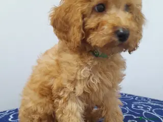 Miniature Poodle dogs Beautiful miniature poodle puppies ready now - Advert 4