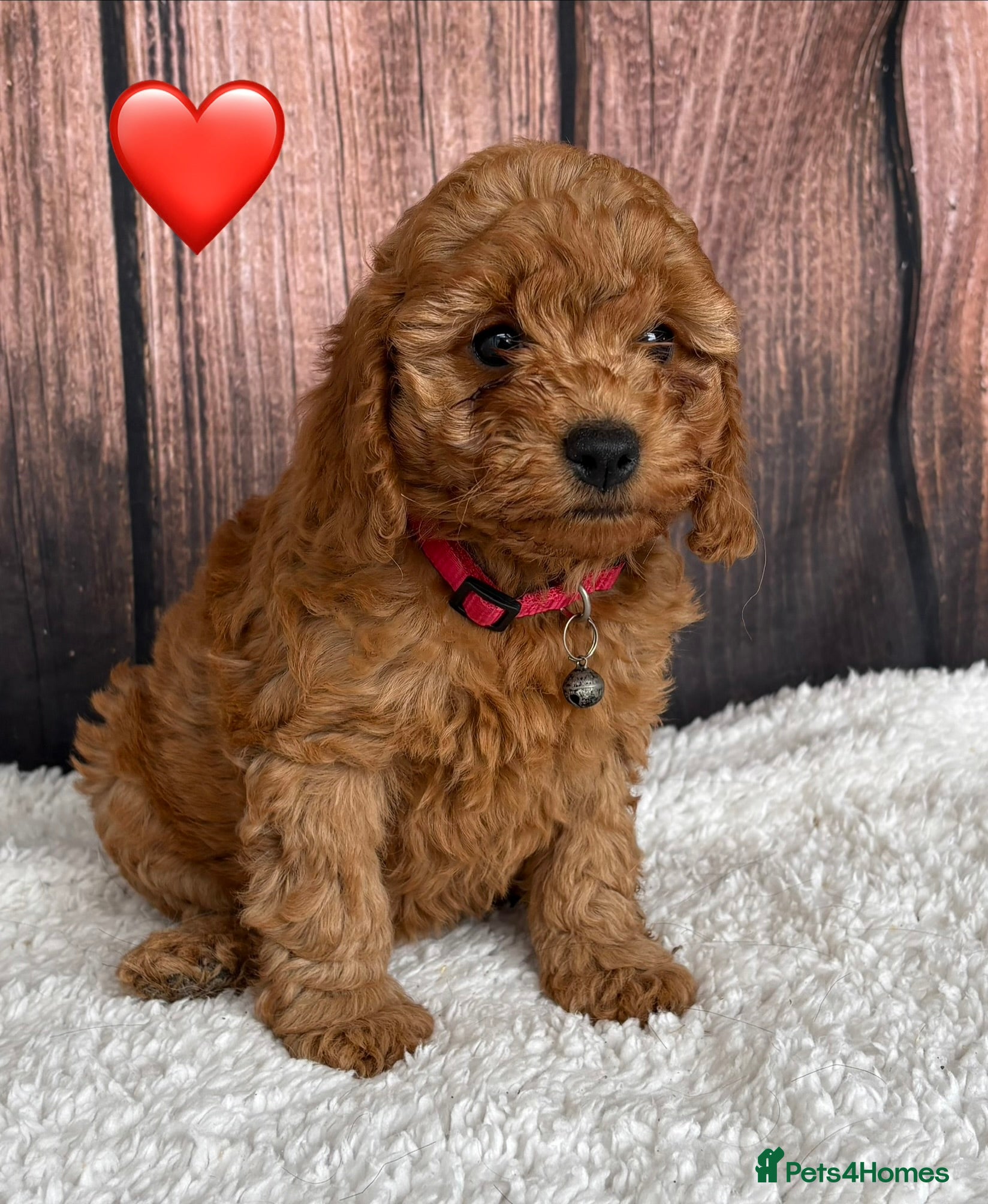 Cockapoo dogs for sale: Miniature Cockapoo puppies for ssle - Advert 8