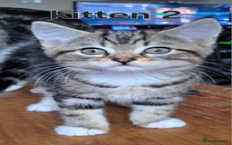 Domestic Shorthair cats for sale: Cute kittens for sale - Image 6