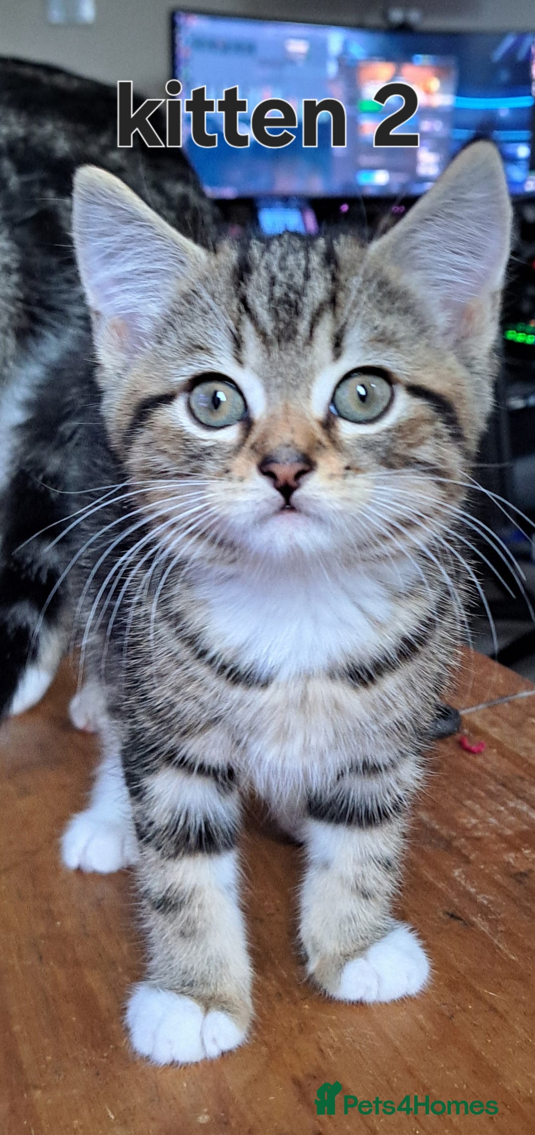 Domestic Shorthair cats for sale: Cute kittens for sale - Image 6