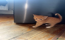 Mixed Breed cats for sale: Stunning litter of 4 - Image 20