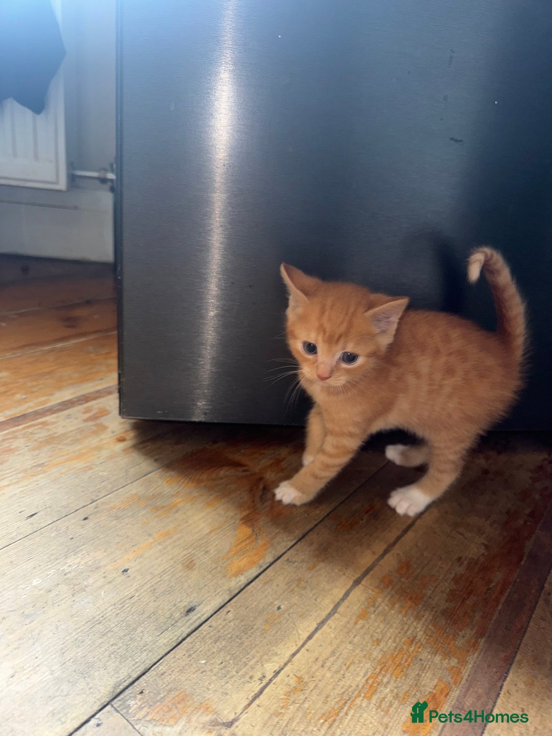 Mixed Breed cats for sale: Stunning litter of 4 - Image 20