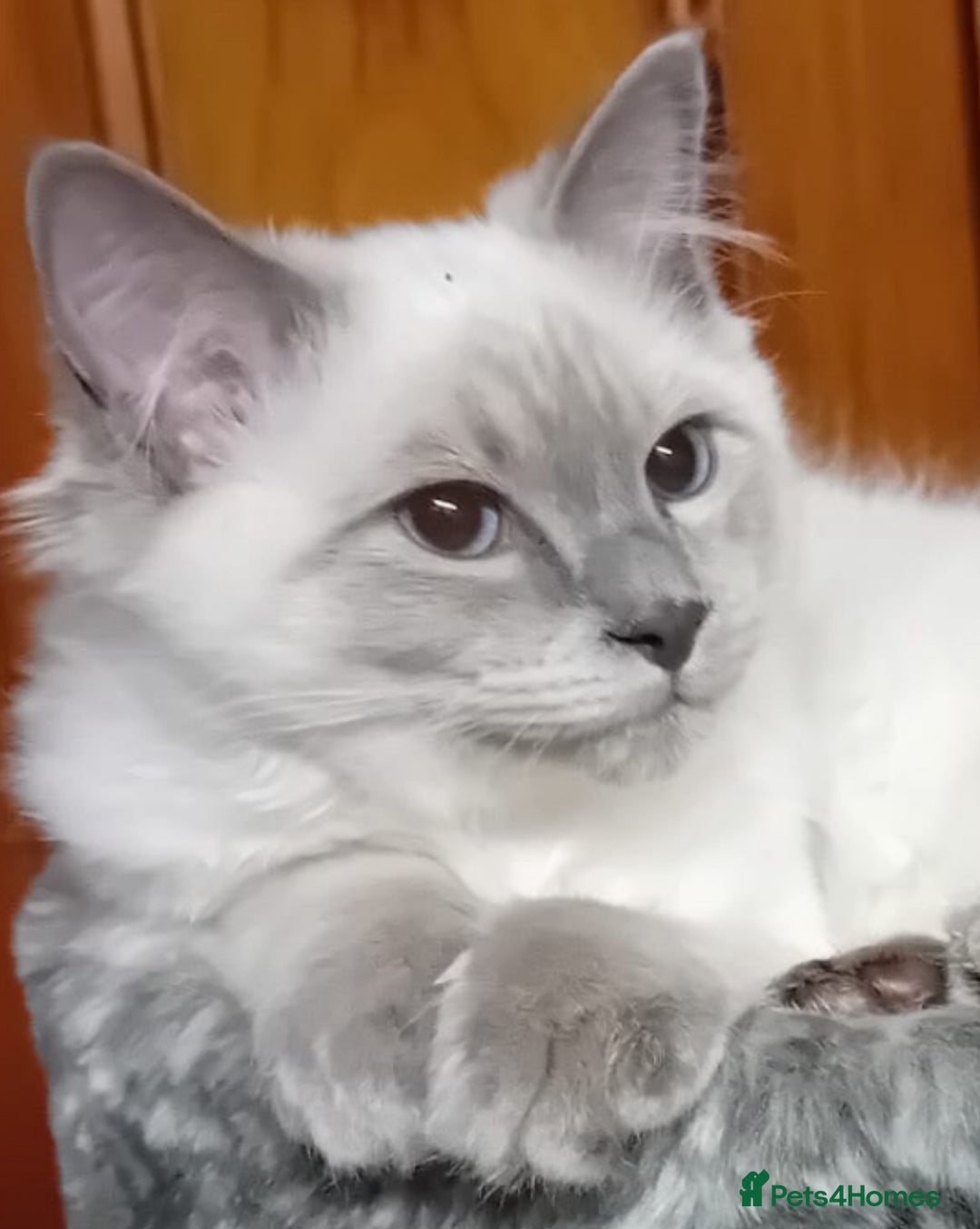 Ragdoll cats for stud: Beautiful Blue point ragdoll for stud  - Image 9