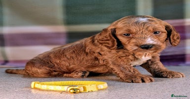 Cockapoo dogs - Advert 16