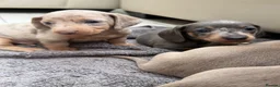 Dachshund dogs for sale: Miniature Dachshund - Advert 4