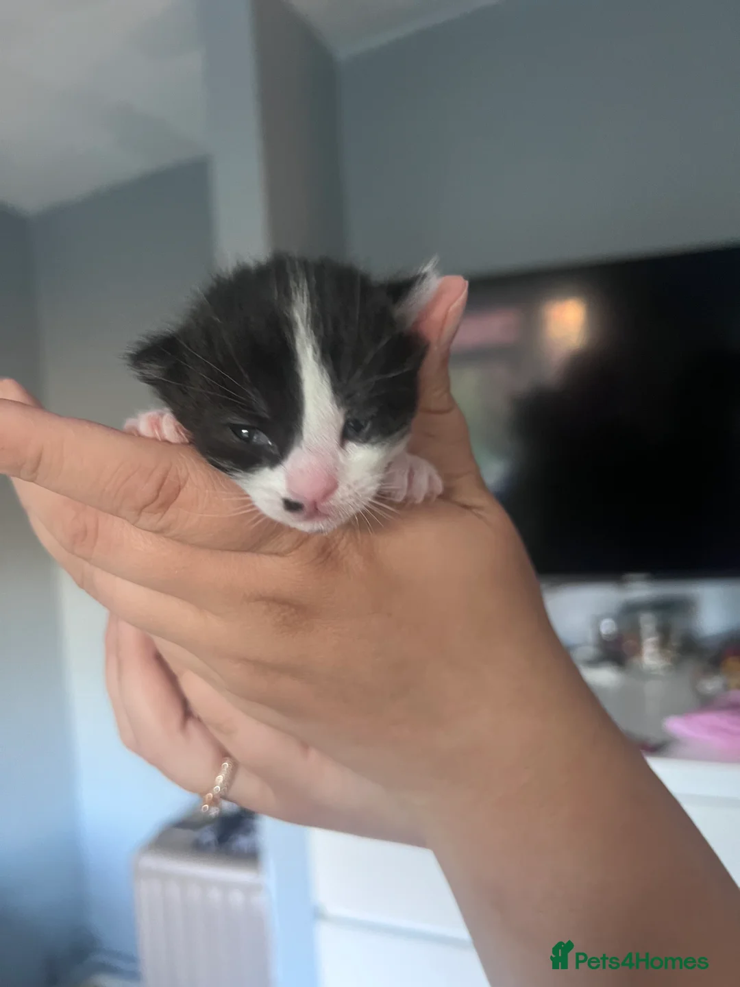 Mixed Breed cats for sale: Mixed - Advert 13