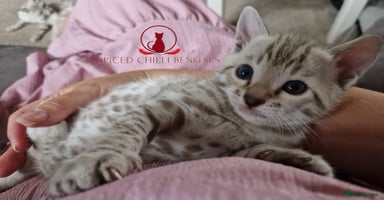 Bengal cats - Advert 9