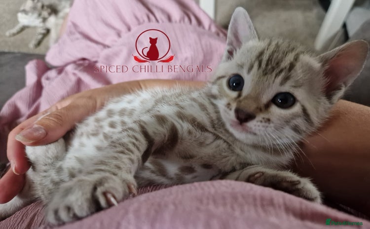 Bengal cats - Advert 13