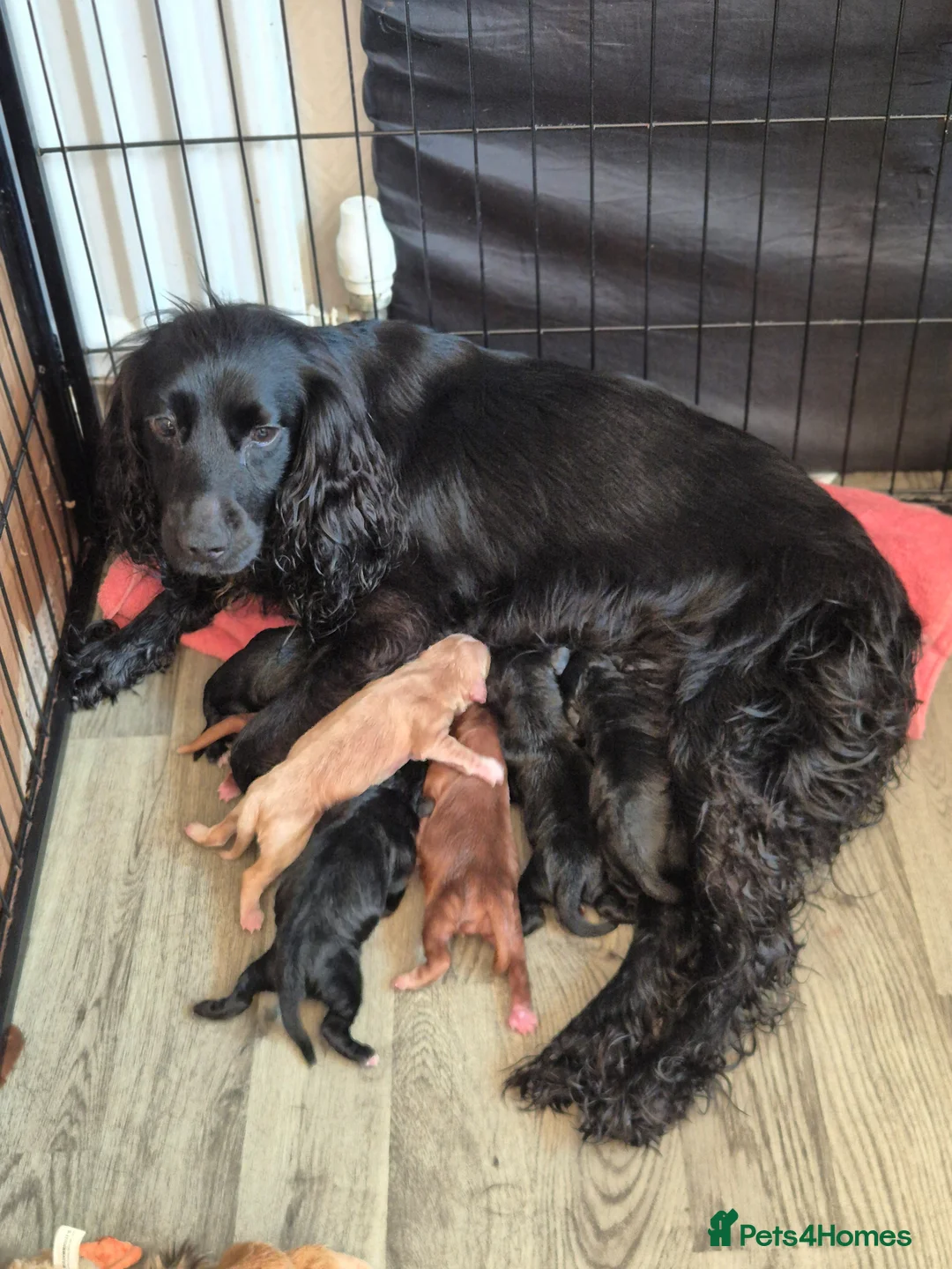 Cocker Spaniel dogs for sale: Working type cocker spaniels  - Advert 20
