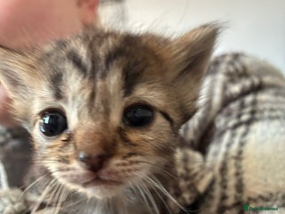 British Shorthair cats Female for sale - Advert 11