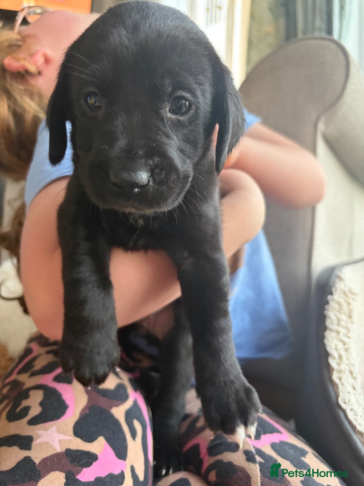 Labrador Retriever dogs for sale: 7 beautiful working Labrador puppies. - Advert 2
