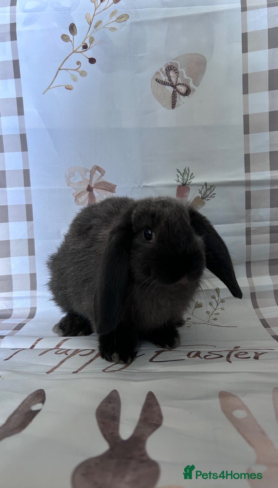 Mini Lop rabbits Mini lops x3  - Advert 1