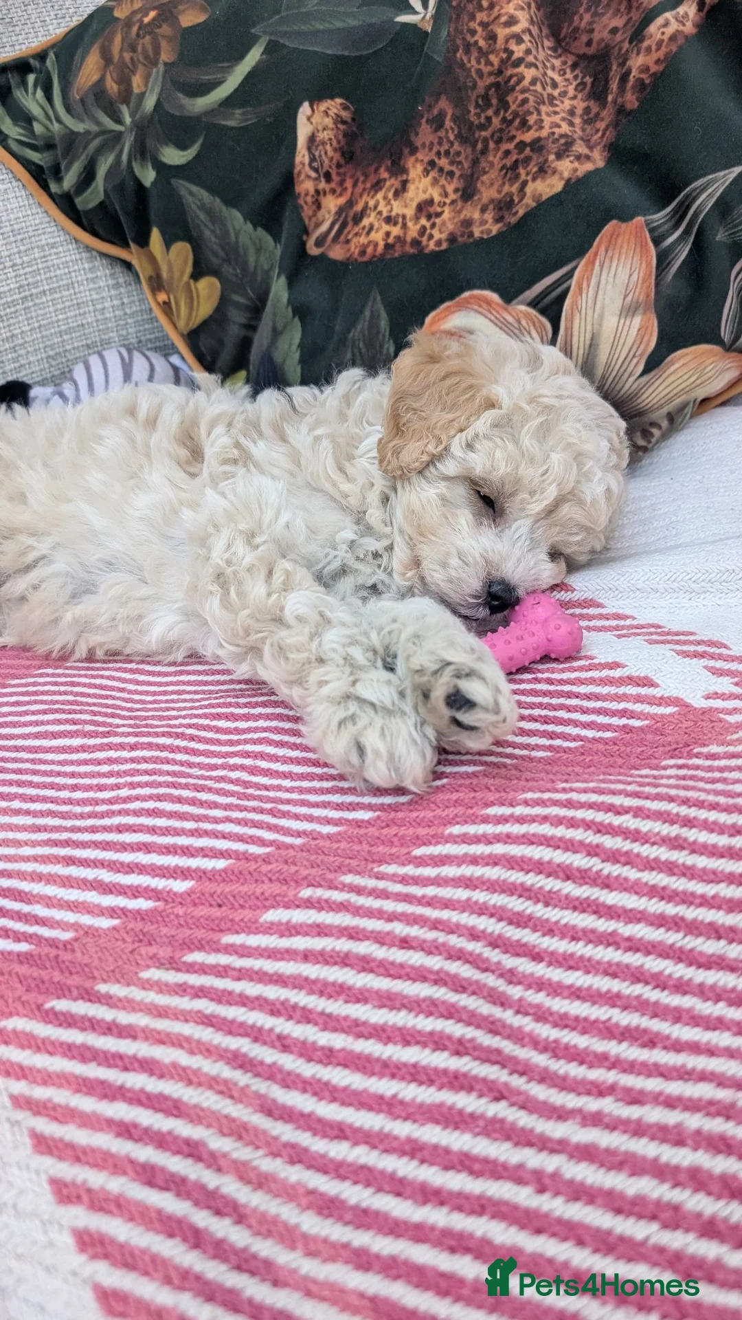 Shihpoo dogs for sale: ⭐ Toy Shihpoo Puppies ⭐ - Advert 2