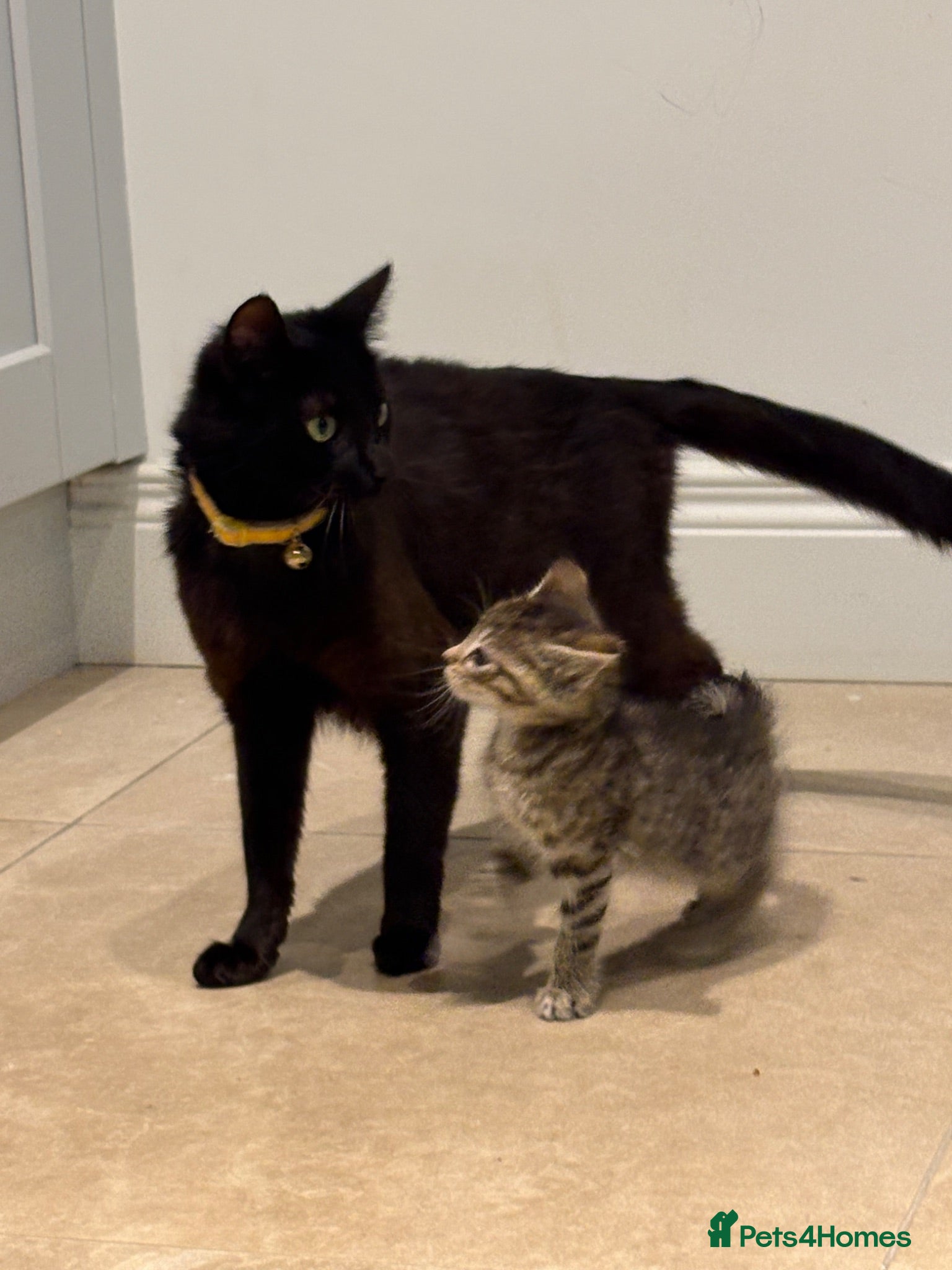 Mixed Breed cats 6 week old tabby kitten- Daisy - Advert 1