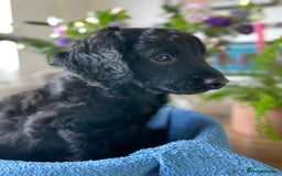 Mixed Breed dogs for sale: Sproodle x cockapoo puppies  - Image 1