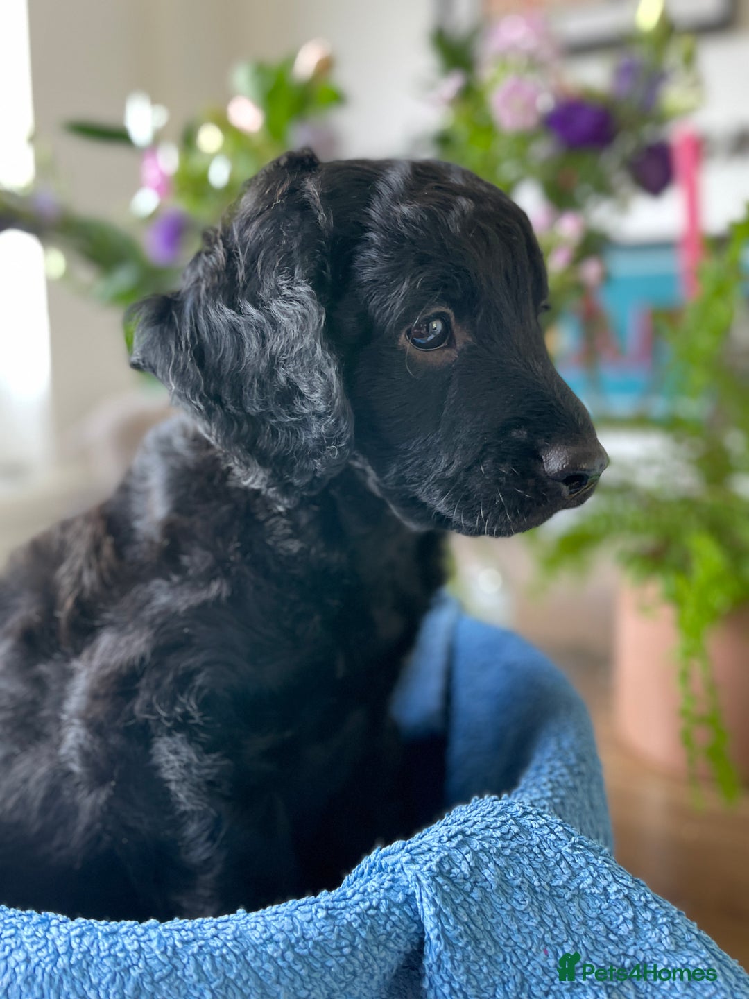 Mixed Breed dogs for sale: Sproodle x cockapoo puppies  - Image 1