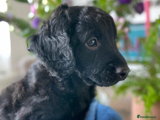 Mixed Breed dogs - Advert 4