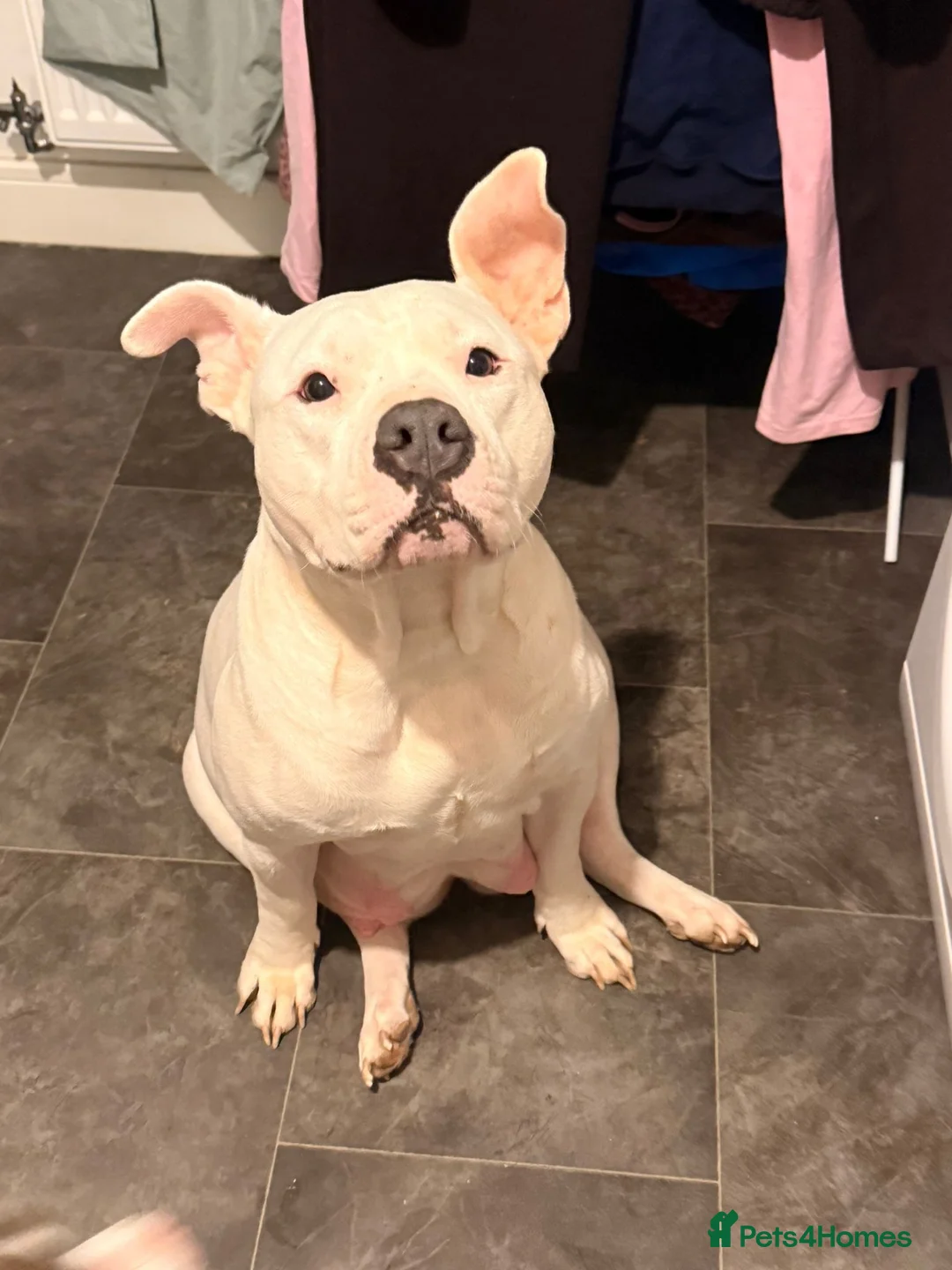 Mixed Breed dogs for sale: Beautiful mixed litter of puppies for sale - Advert 1