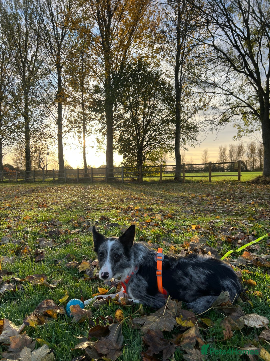 Border Collie dogs for sale: Merle border collie male  - Advert 12
