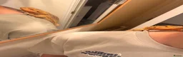 Bearded Dragon reptiles for sale: Leather back bearded dragon in Ashford - Advert 4