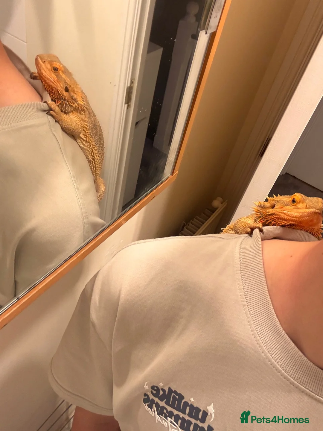 Bearded Dragon reptiles for sale: Leather back bearded dragon in Ashford - Advert 4