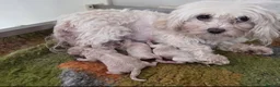 Maltipoo dogs for sale: Stunning red maltipoos - Advert 2