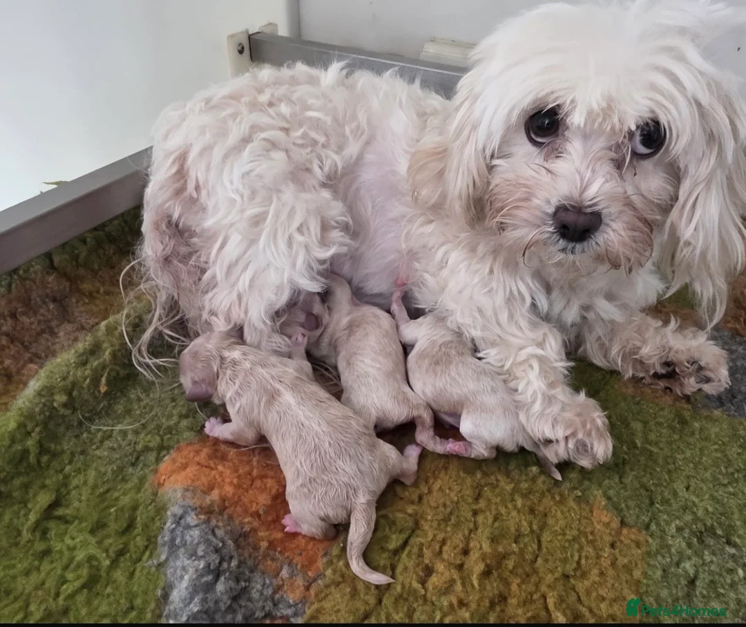 Maltipoo dogs for sale: Stunning red maltipoos - Advert 2