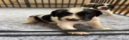 English Springer Spaniel dogs for sale: English Working Springer Spaniels - Advert 6