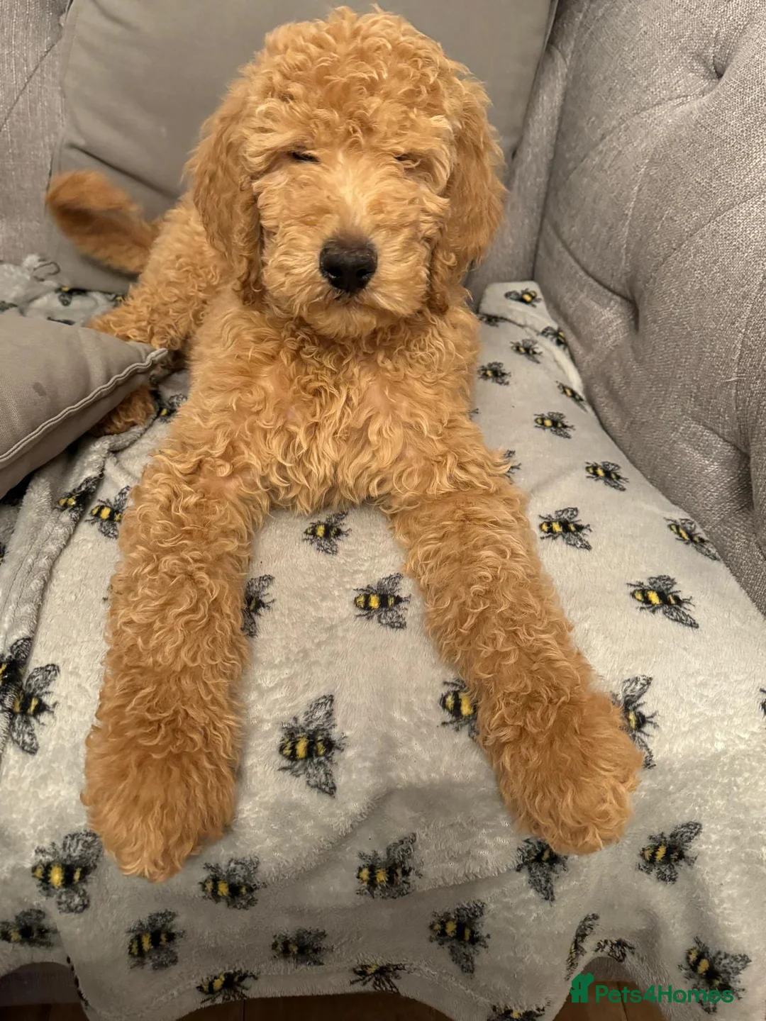 Goldendoodle dogs for stud: Cooper - Proven stud in Haywards Heath - Advert 13
