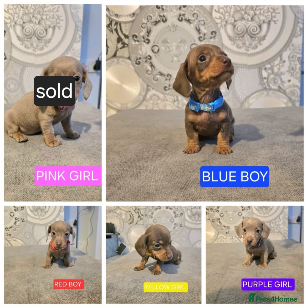 Miniature Dachshund dogs KC Registered Miniature Dachshund Puppies  - Advert 1