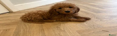 Mini Goldendoodle 1
