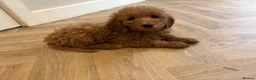 Mini Goldendoodle dogs for sale: Mini goldendoodle - Advert 3