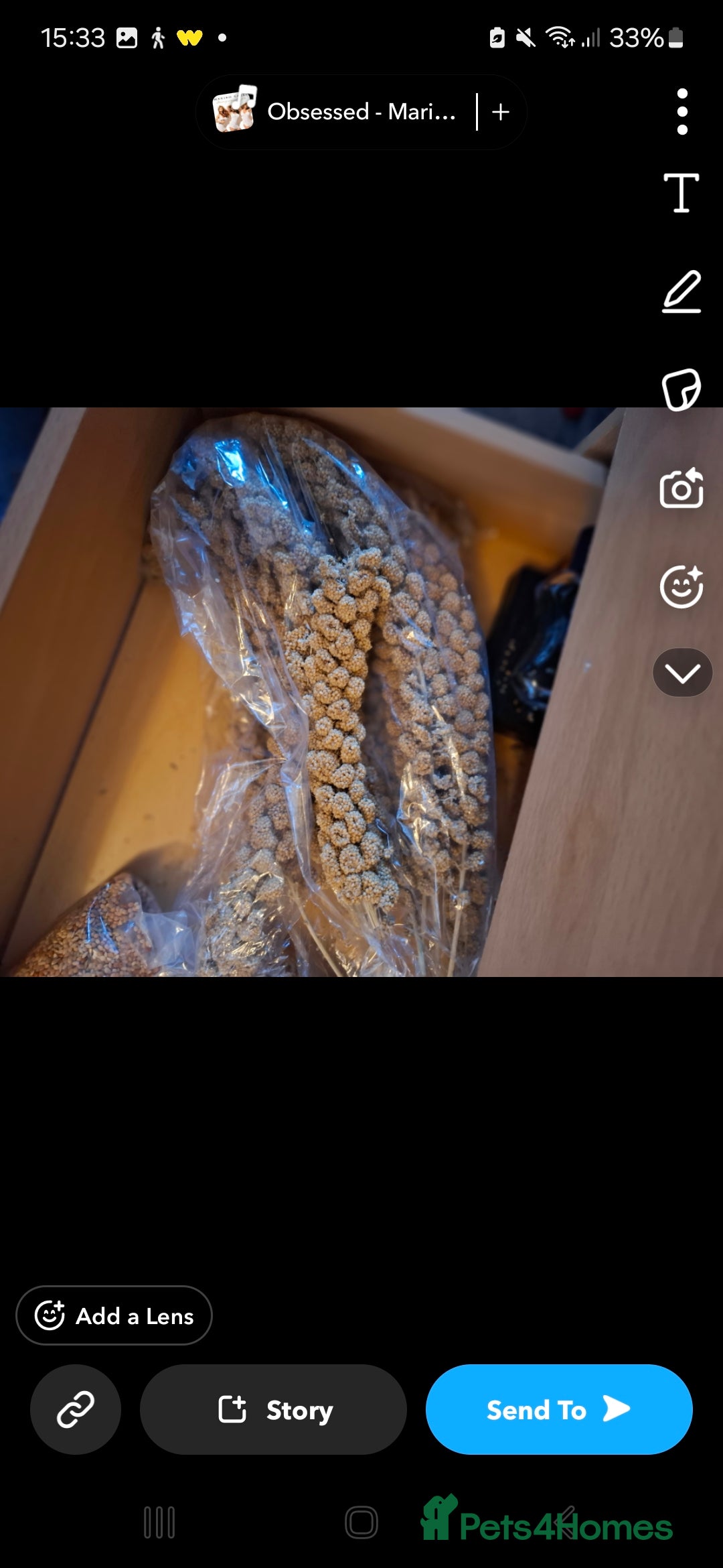 Budgerigars birds for sale: Male budgie cage and accessories  - Advert 4