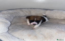 Jack Russell dogs for sale: Beautiful jackrussels pup - Image 3