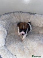 Jack Russell dogs - Advert 5