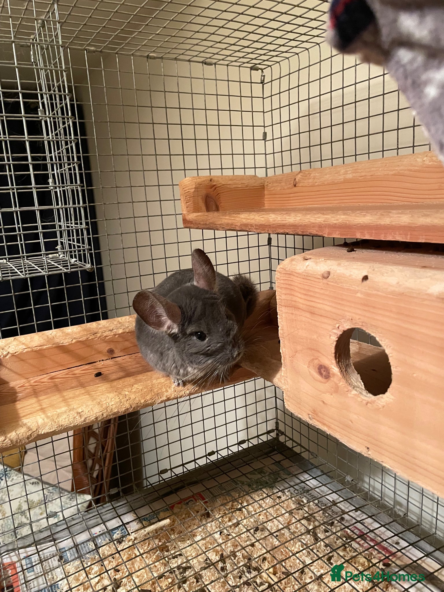 Chinchilla rodents Male chinchilla looking for a new home  - Advert 1