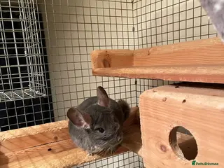 Chinchilla rodents Male chinchilla looking for a new home - Advert 1