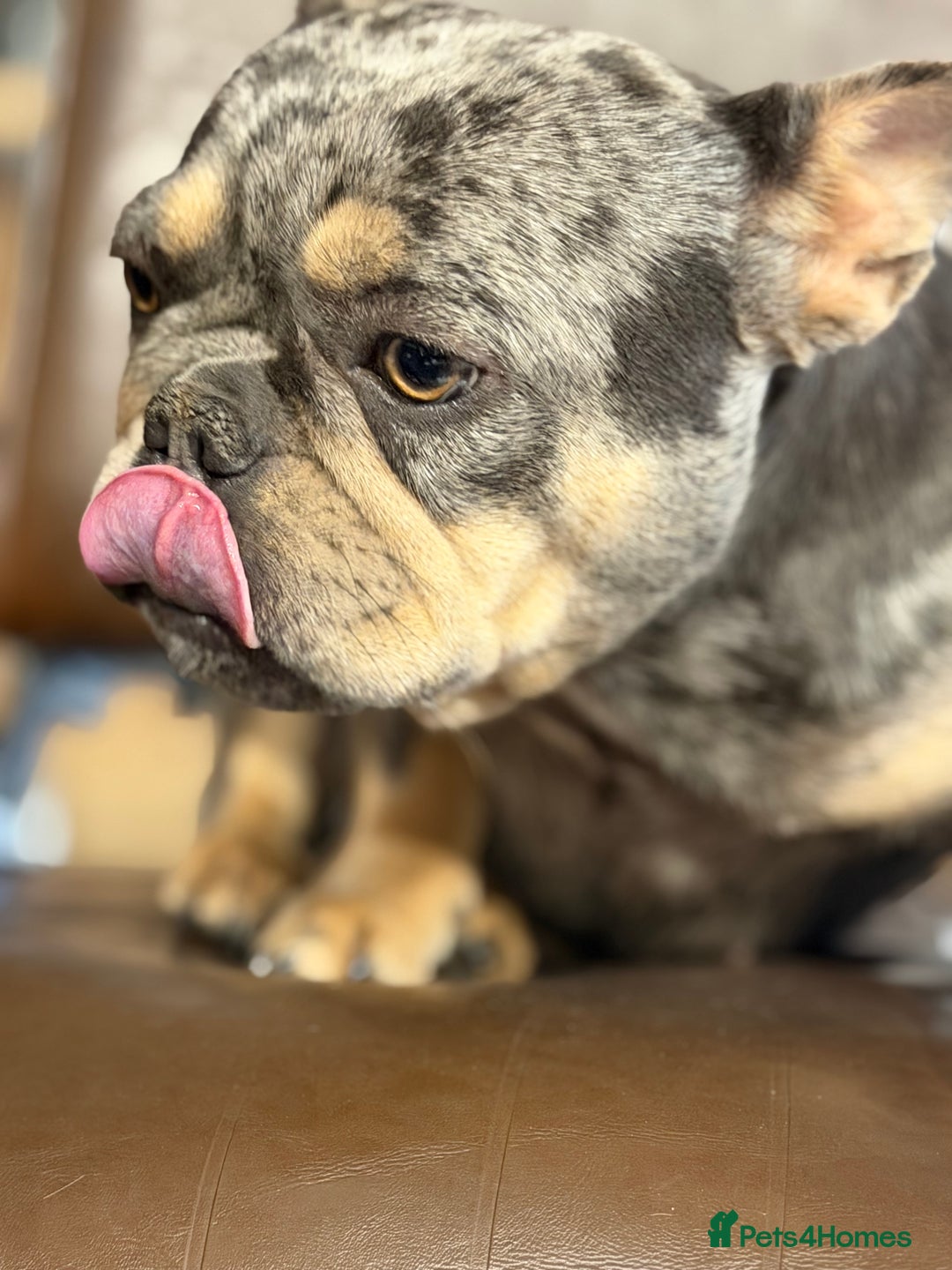 French Bulldog dogs for sale: French bulldog bitch merle  - Advert 9