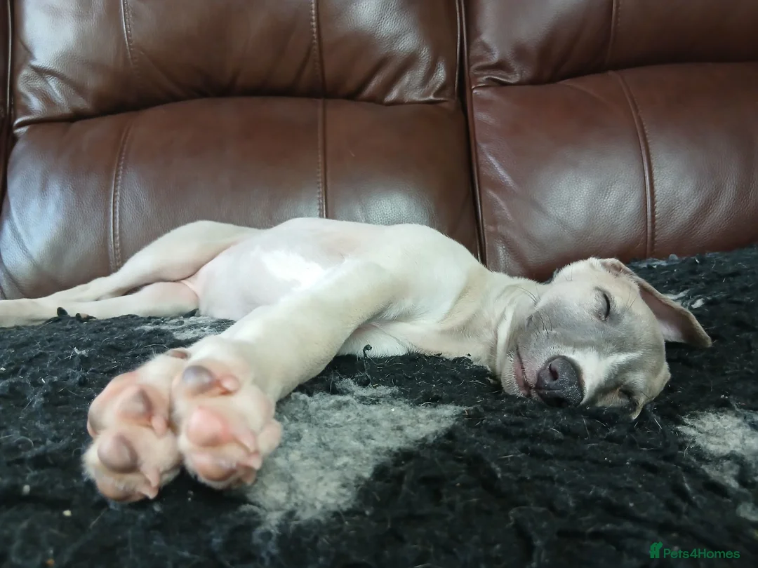 Whippet dogs for sale: High Quality Whippet pups Crufts in Bishop Auckland - Advert 2