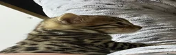 Bengal cats for sale: TICA registered bengal kittens  - Advert 13