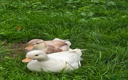 Ducks poultry for sale: Breeder Quality Female Calls  - Image 2