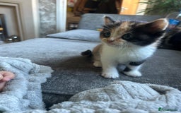 British Shorthair cats for sale: Gorgeous kittens  - Image 7