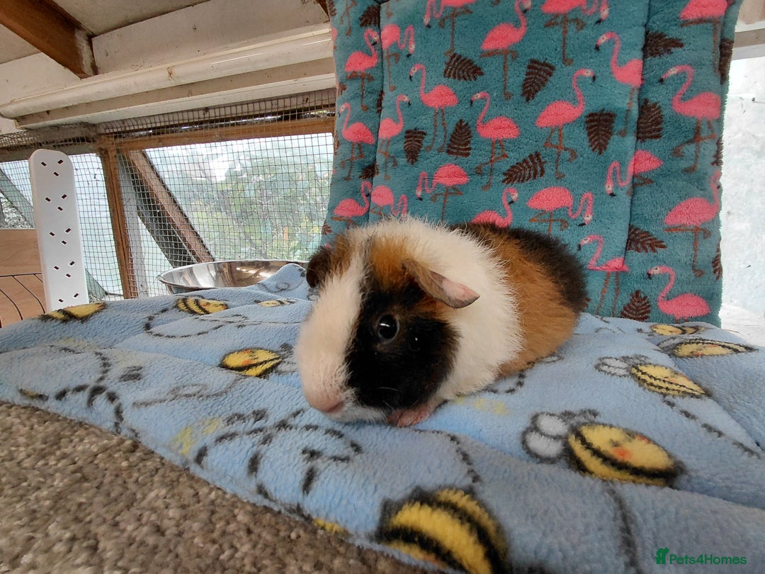 Guinea Pig rodents for sale: Baby Longhaired Brothers/Teddies Available RTR - Image 3