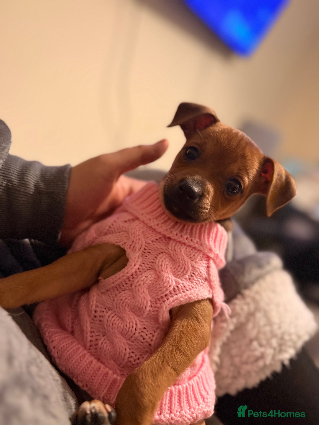 Mixed Breed dogs for sale: Last female jackmix pup *Ready Now* - Advert 9