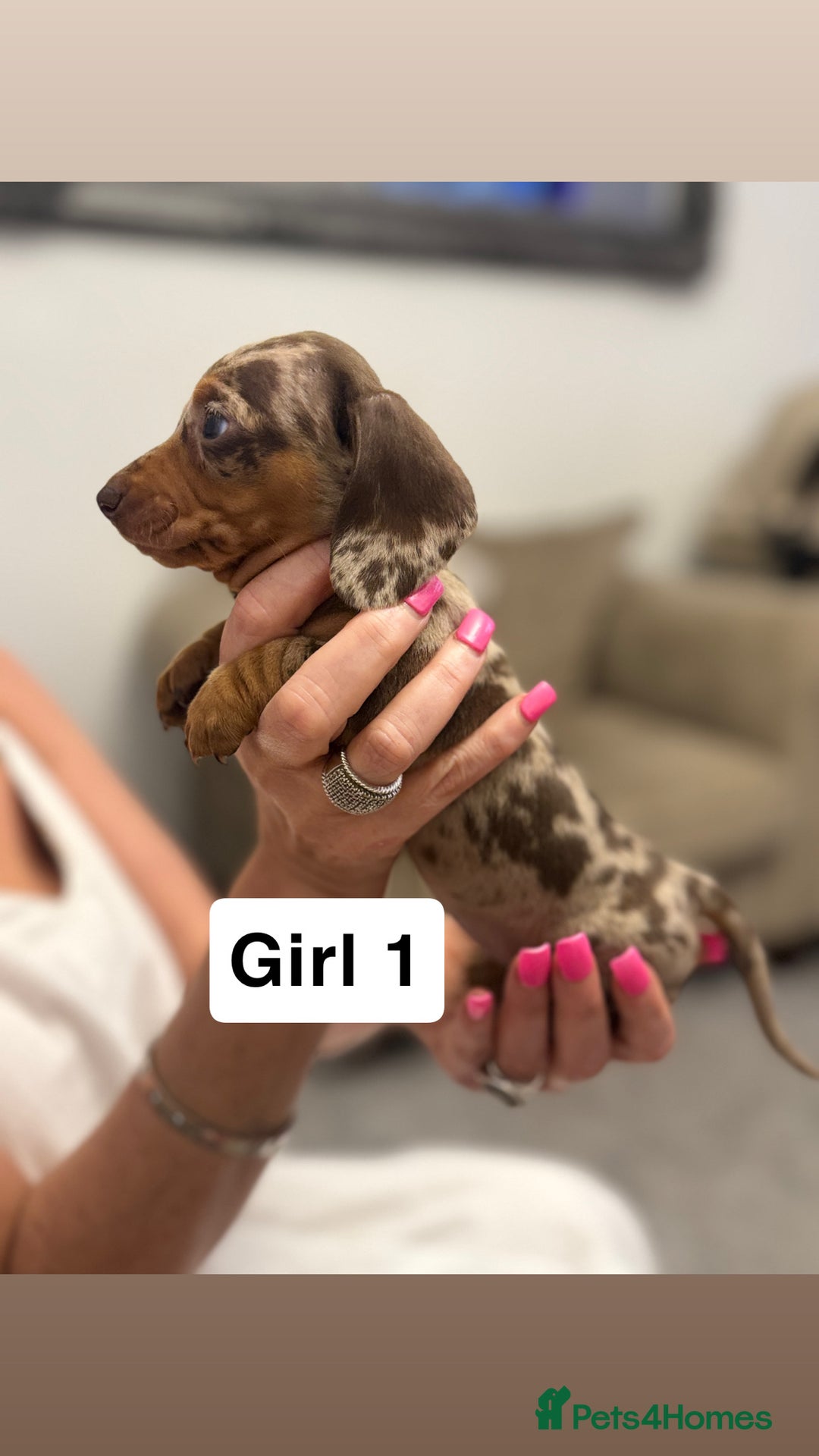 Miniature Dachshund dogs for sale: Stunning baby mini dachshunds  - Image 26