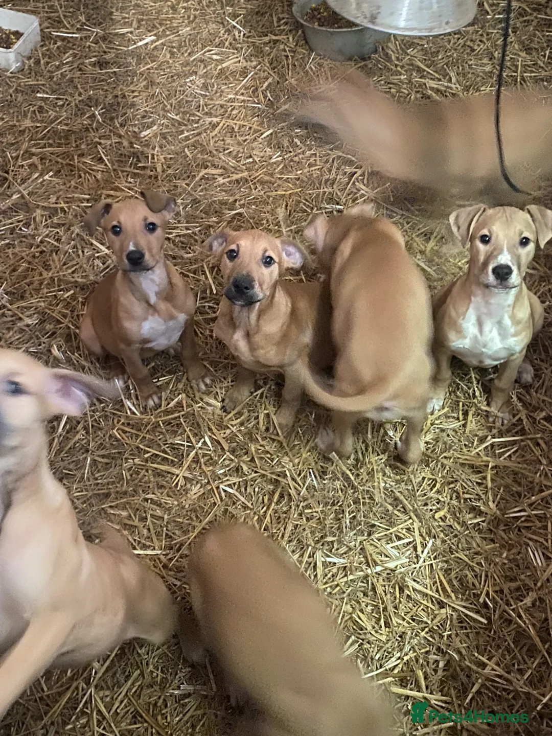Mixed Breed dogs for sale: Bull cross puppies for sale in Chulmleigh - Advert 4