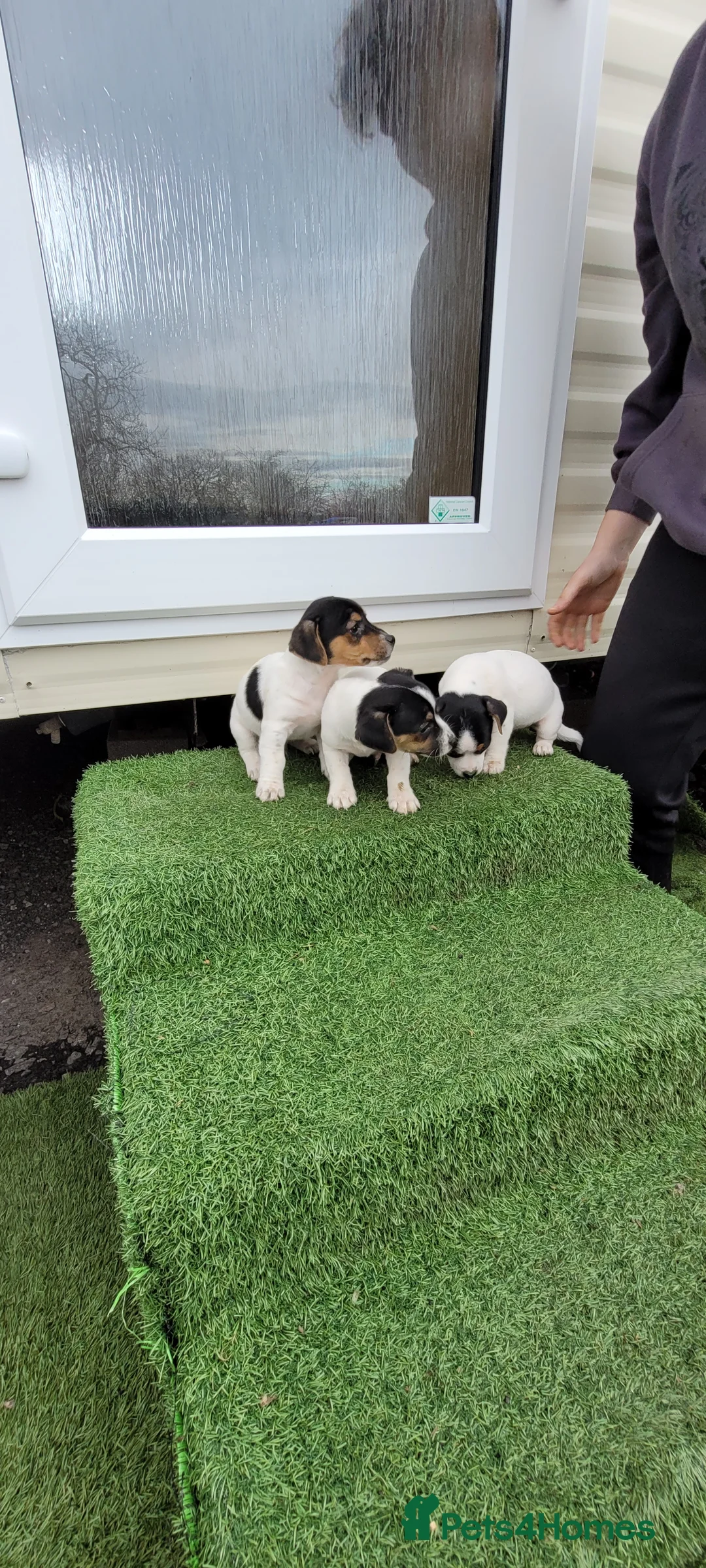 Jack Russell dogs for sale: Old fashioned short legged Jack russel pups!!! - Advert 7
