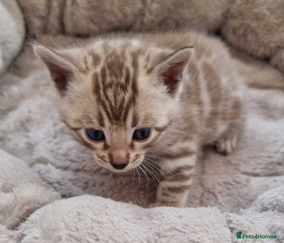 Bengal cats for sale: TICA Registered Bengal Kittens–Ready End Nov 25 - Image 6