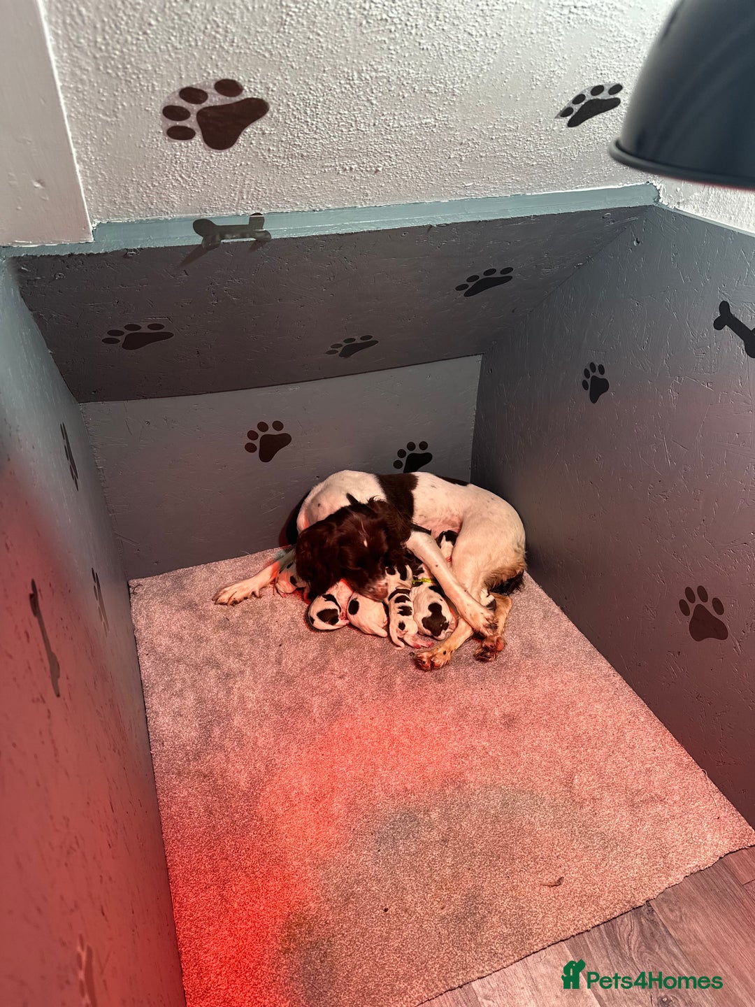 English Springer Spaniel dogs for sale: 9 gorgeous puppies looking for their forever homes - Advert 7