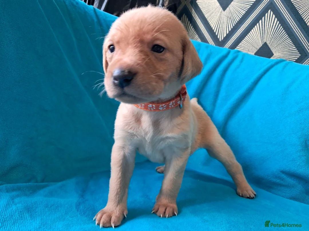 Labrador Retriever dogs for sale: Labrador Puppies - Advert 25